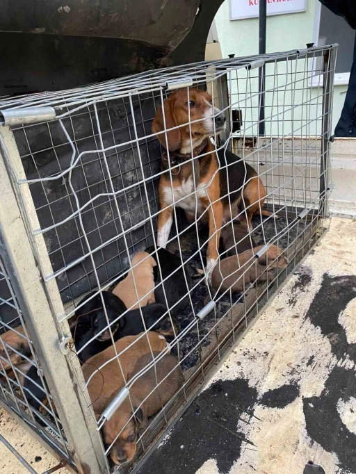 Domaniç’te 4 kişiye saldıran köpek ve yavruları barınağa götürüldü
