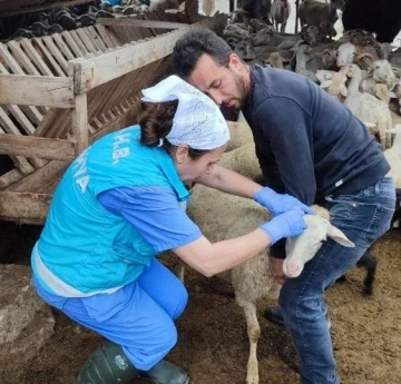 Domaniç’te küçükbaş hayvanlara veba ve brucella aşısı ile küpeleme uygulaması
