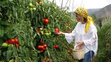 Domates üreticisinin yüzünü güldürdü
