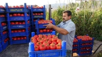 Domates üreticisinin yüzünü güldürdü