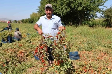 Domateste salçalık üzdü, sofralık ve ihracat sevindirdi
