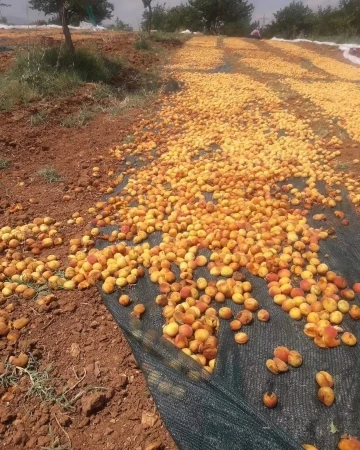 Domuz sürüsü tonlarca kayısıyı çöp etti
