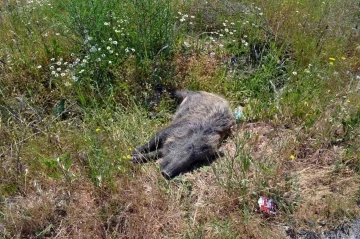 Domuza çarpan otomobil takla attı; 1’i ağır 5 yaralı
