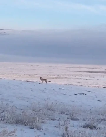 Dondurucu soğuk sebebiyle aç kalan kurt, Ardahan Ovası’na indi
