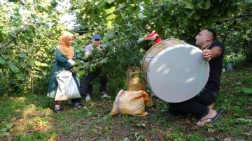 Düğün davuluyla ‘fındık’ hasadı
