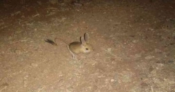 Dünyanın en ilginç hayvanlarından kanguru faresi Afşin’de görüldü
