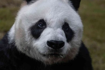 Dünyanın en yaşlı erkek pandası 35 yaşında öldü
