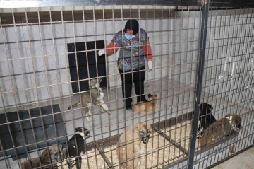 Düzce’de bir hafta da 77 köpek kısırlaştırıldı
