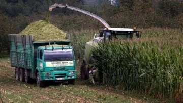 Düzce'de ikinci ürün olarak ekilen silajlık mısırda verim beklentisi yüksek