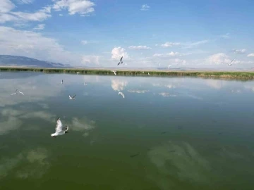 Eber Gölü’nde su seviyesinin azalması kuş türlerini olumsuz etkiledi
