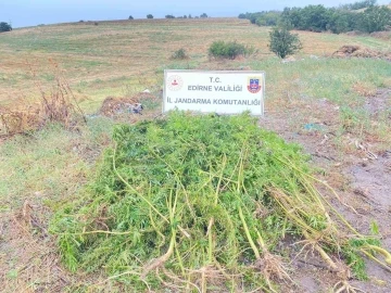 Edirne’de ayçiçeği tarlasında 450 kök kenevir bitkisi ele geçirildi
