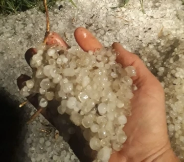 Edirne’de ayçiçek ve buğday tablalarını dolu vurdu
