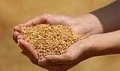Edirne’de buğday 5,640 TL’den satıldı

