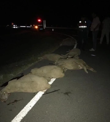 Edirne’de otomobilin arasına daldığı sürüdeki 7 koyun telef oldu
