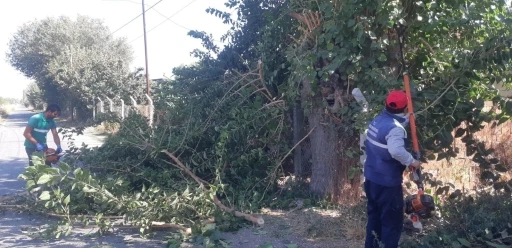 Efeler’de ağaç budama çalışmaları sürüyor
