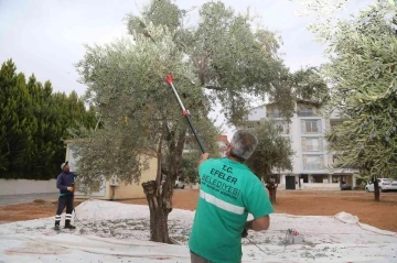 Efelerin zeytinleri hasat ediliyor
