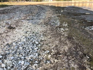 Eğirdir Gölü’nde suların çekilmesiyle su salyangozları kıyıya vurdu
