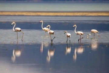 Eğirdir Gölü'nün yeni sakinleri flamingolar