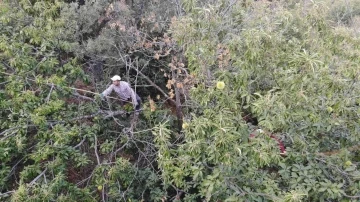 Ekmek parası için komando gibi ağaçlara tırmanıyor
