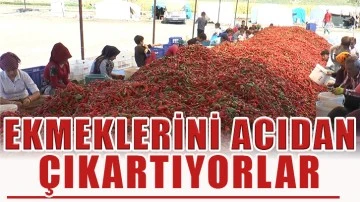  Ekmeklerini acıdan çıkartıyorlar