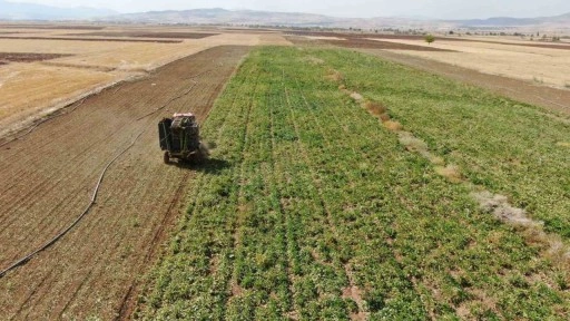 Elazığ’da 37 bin dönüm alanda pancar hasadı başladı