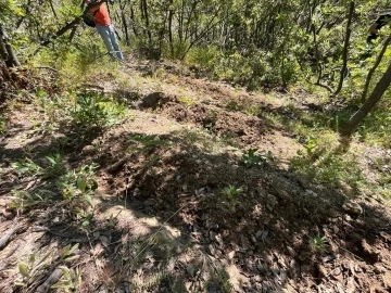 Elazığ’da 513 kök kenevir bitkisi ele geçirildi
