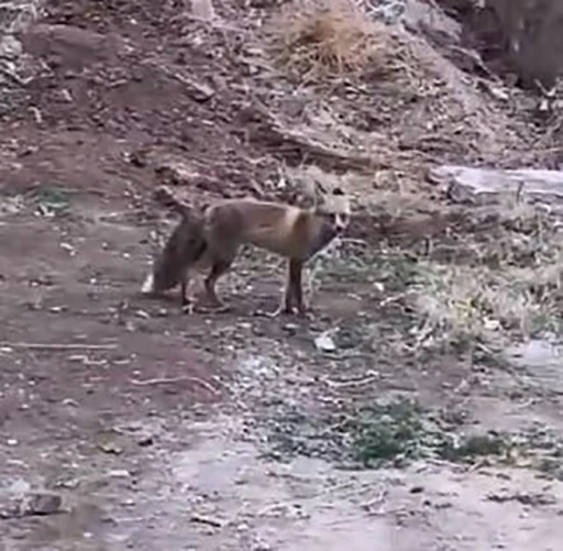 Elazığ’da aç kalan tilki yiyecek bulmak için şehre indi
