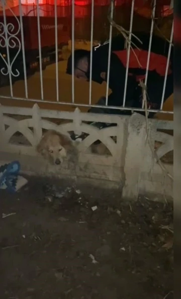 Elazığ’da başı duvara sıkışan köpeği itfaiye kurtardı
