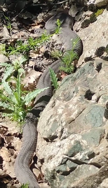 Elazığ’da dev yılan paniği
