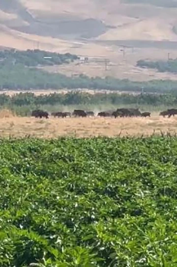 Elazığ’da domuz sürüsü görüntülendi
