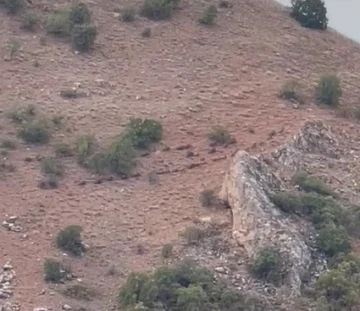 Elazığ’da domuz sürüsü görüntülendi
