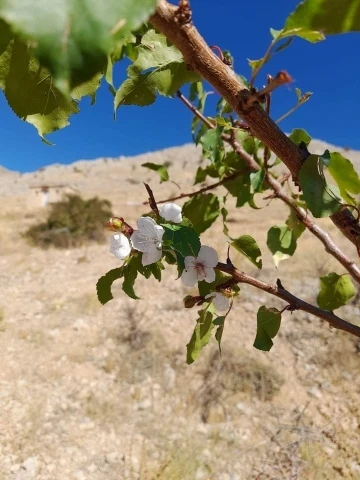 Elazığ’da kayısı ağaçları çiçek açtı
