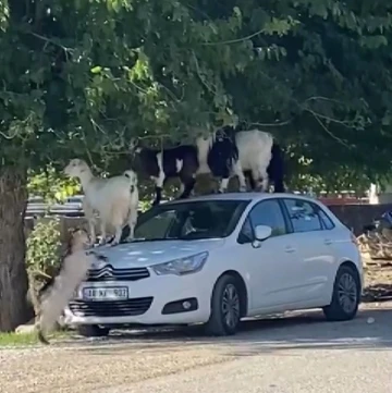 Elazığ’da keçiler otomobilin üzerine çıkarak yaprak yedi
