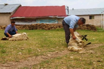 Elazığ’da koyun kırkma mesaisi başladı
