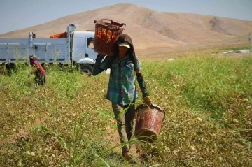 Elazığ’da mevsimlik işçilerin mesaisi devam ediyor
