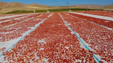 Elazığ’da üretilip kurutulan domatesler, dünya sofralarını süslüyor
