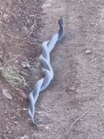 Elazığ’da yılanların çiftleşme dansı kameraya yansıdı
