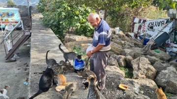 Emekli işçi, 100 kedinin ’dedesi’ oldu, maaşını onlar için harcıyor
