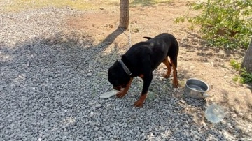 Emlak firmasının köpeği toprağı eşeledi, cinayet ortaya çıktı