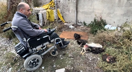 Engelli vatandaşın kümesine giren köpekler 10 tavuğu telef etti
