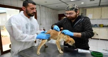 Enkazdan kurtarılan 12 köpek, Antalya’da tedaviye alındı
