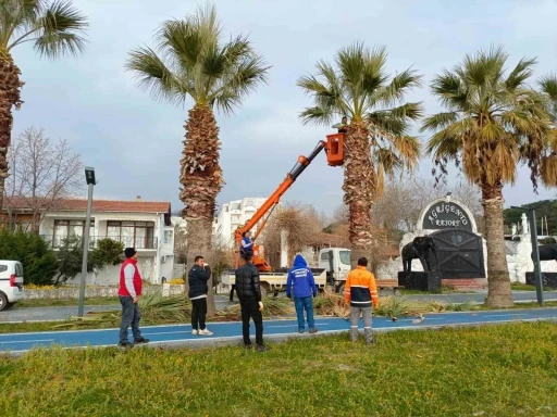 Erdek’te palmiyeler kuruyor, belediye tedbir almada geç kaldı
