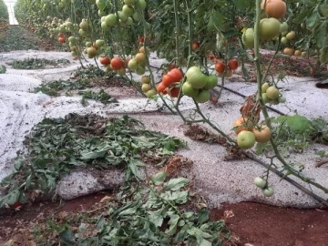 Erdemli’de dolu yağışı çiftçiyi vurdu