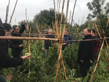 Erdemli’de dolu yağışı ekili alanlara zarar verdi