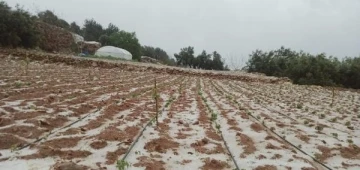 Erdemli’de dolu yağışı ekili alanlara zarar verdi