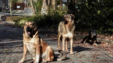 Erdoğan talimat vermişti! Bakan Tunç'tan başıboş sokak köpeği açıklaması