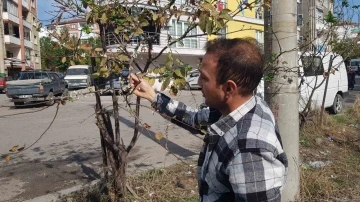 Erik ağacı Kasım’da çiçek açtı
