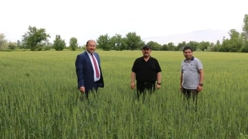Erzincan’da hububat çiftçinin yüzünü güldürüyor
