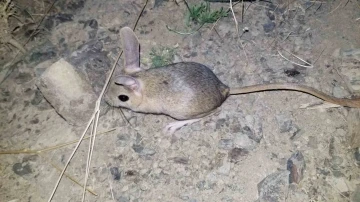 Erzincan’da kanguru faresine benzeyen Arap tavşanı görüntülendi
