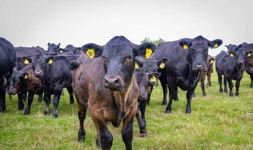 Erzincan’da Kırsalda Bereket, Hayvancılığa Destek Projesi’ne 2 bin 71 başvuru yapıldı
